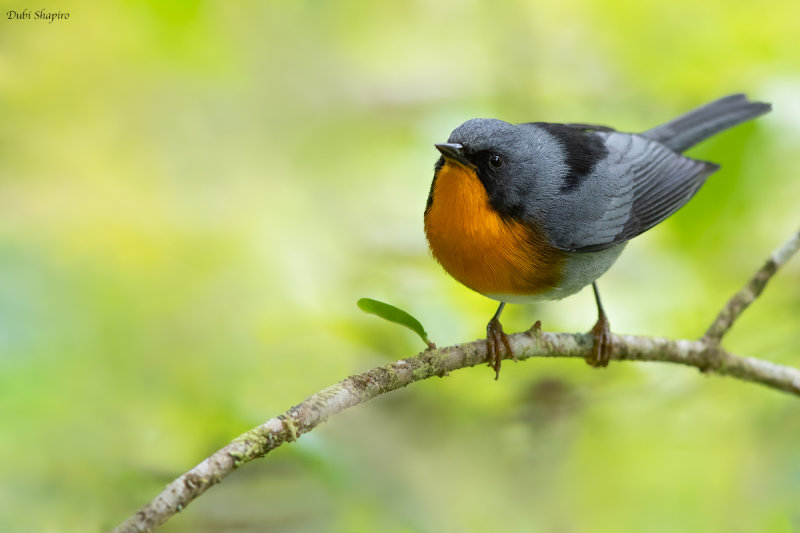 Flame-throated Warbler 