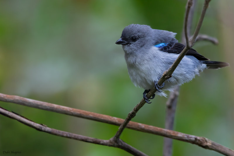 Plain-colored Tanager