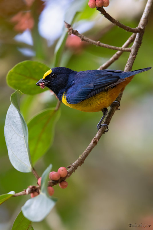 Fulvous-vented Euphonia