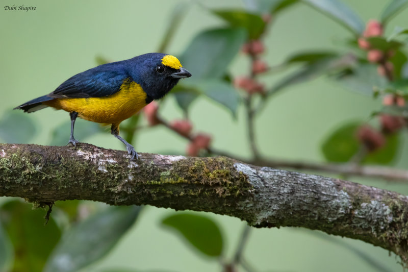 Fulvous-vented Euphonia