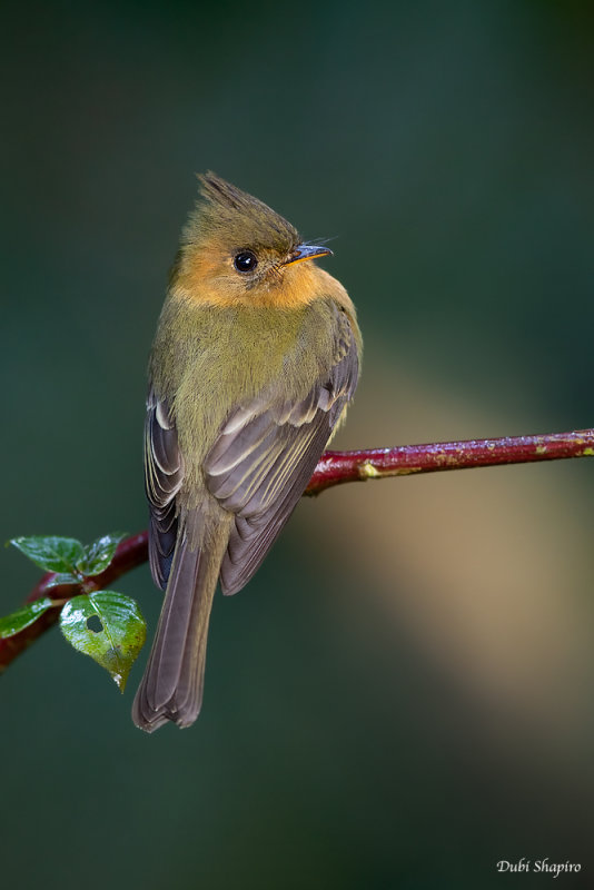 Tufted Flycatcher