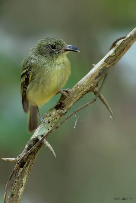 Southern Bentbill