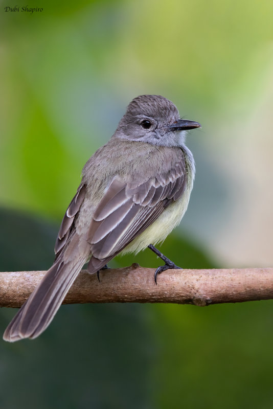 Panama Flycatcher 