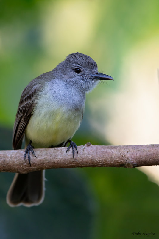 Panama Flycatcher