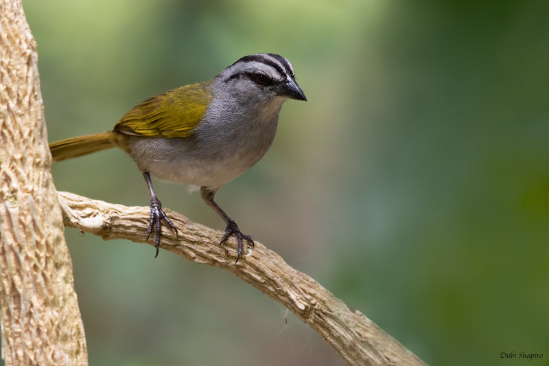 Black-striped Sparrow