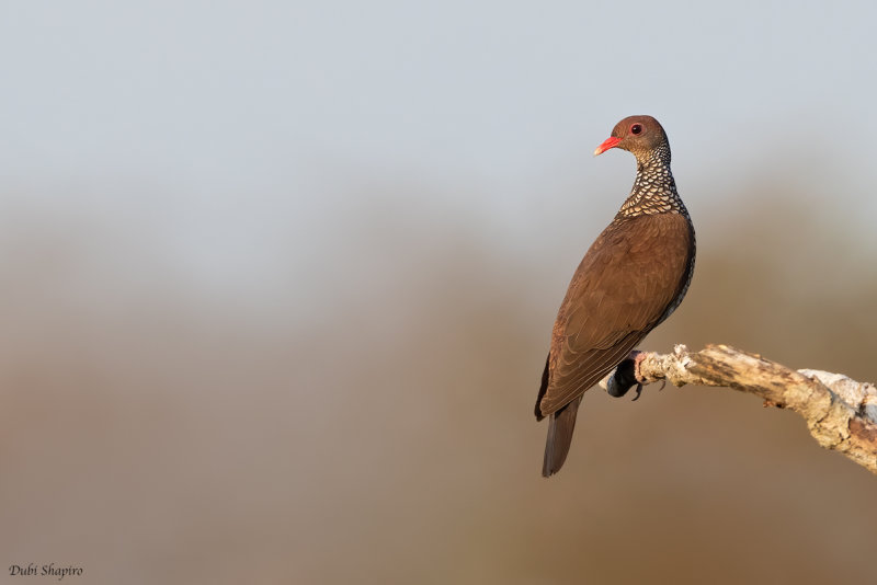 Scaled Pigeon