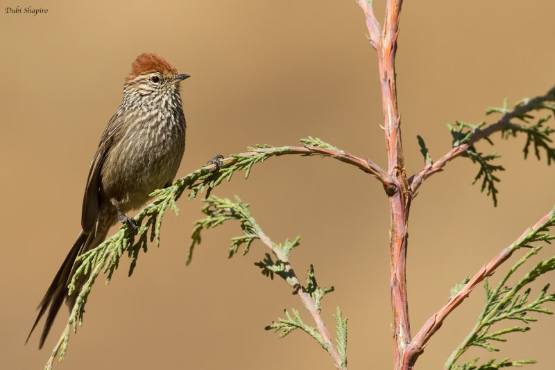 Rusty-crowned Tit-Spinetail