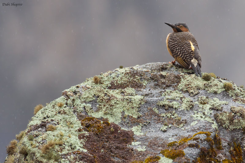 Andean Flicker