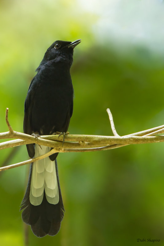 White-Vented Shama