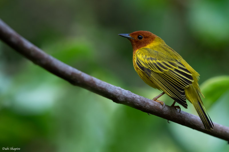 Yellow (Mangrove) Warbler