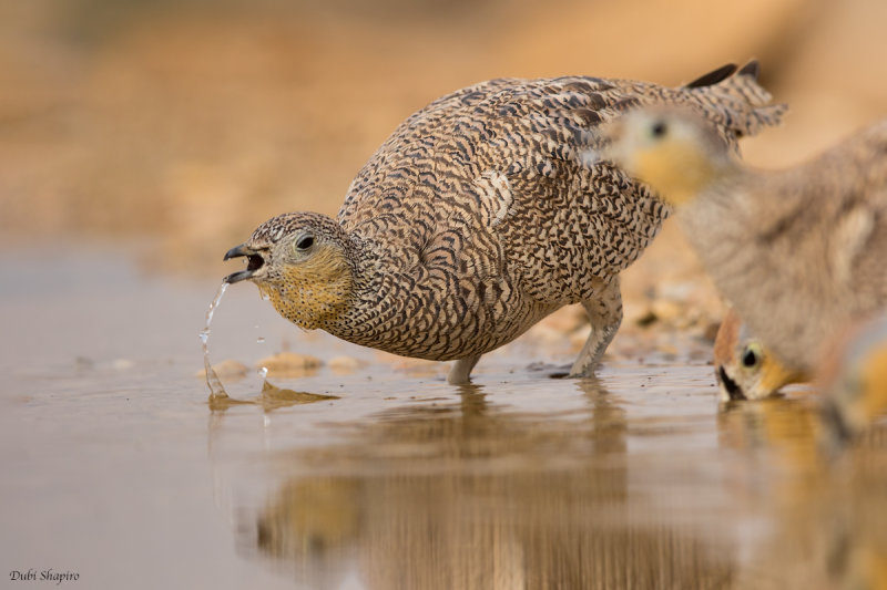 Crowned Sandgrouse 