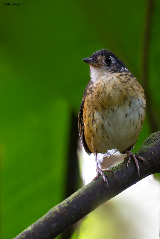 White-lored Antpitta 