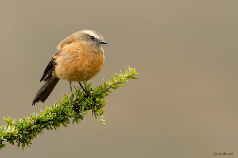 Brown-backed Chat-tyrant