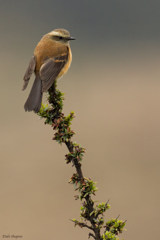 Brown-backed Chat-tyrant 