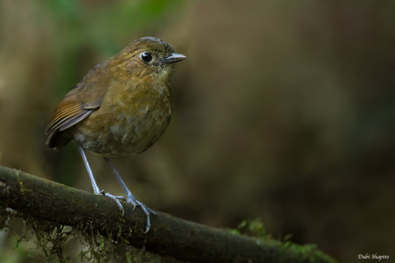 Brown-banded Antpitta 