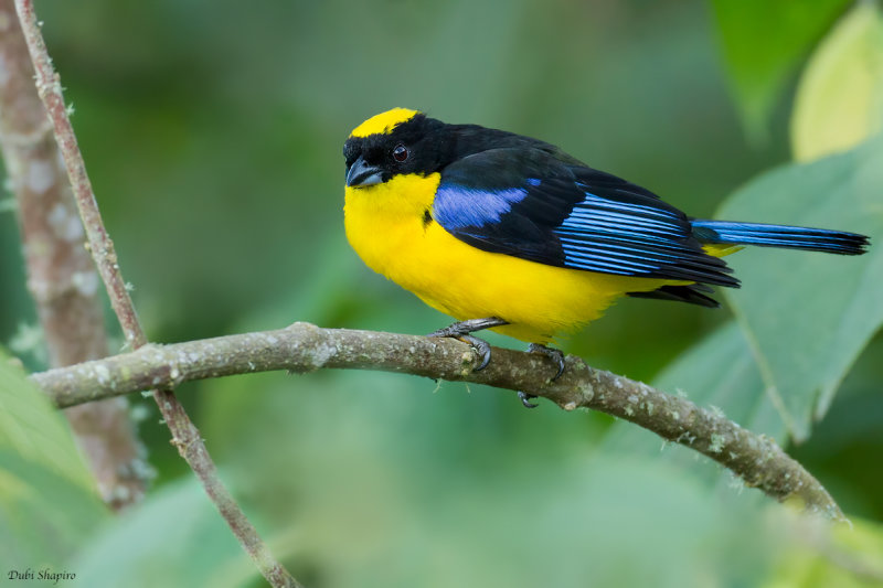 Blue-winged Mountain-Tanager 