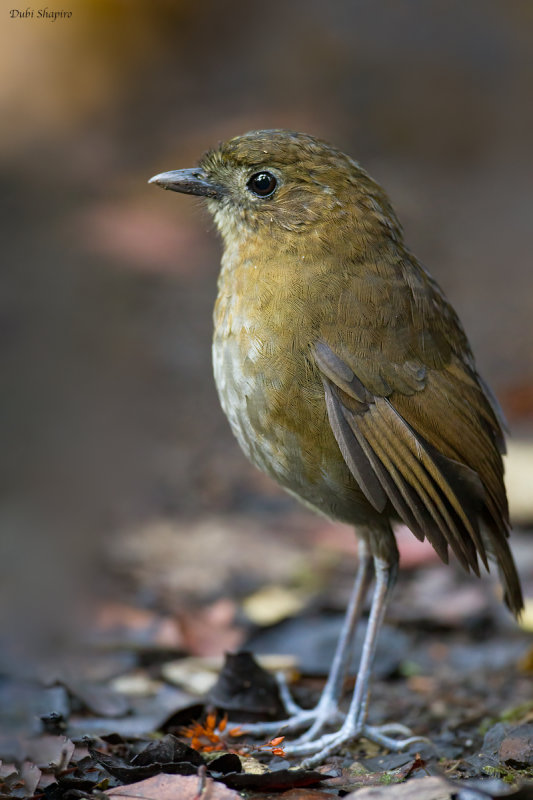 Brown-banded Antpitta 