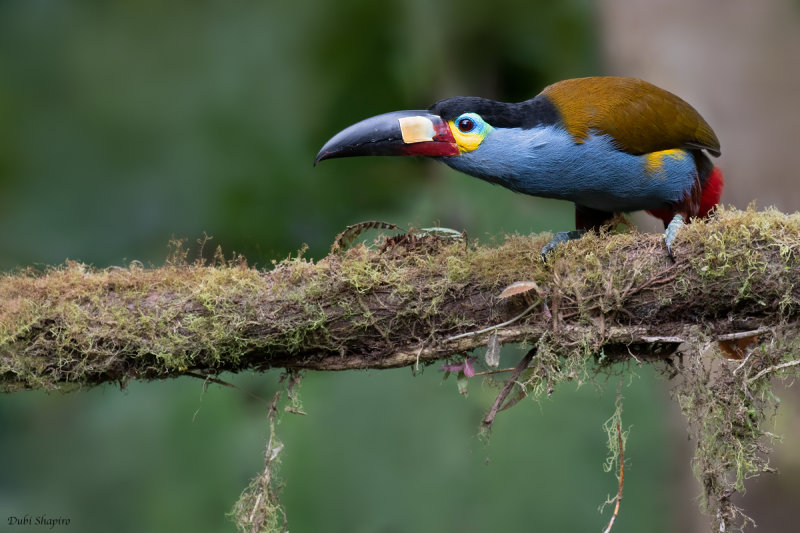 Plate-Billed Mountain-Toucan
