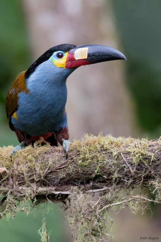 Plate-Billed Mountain-Toucan