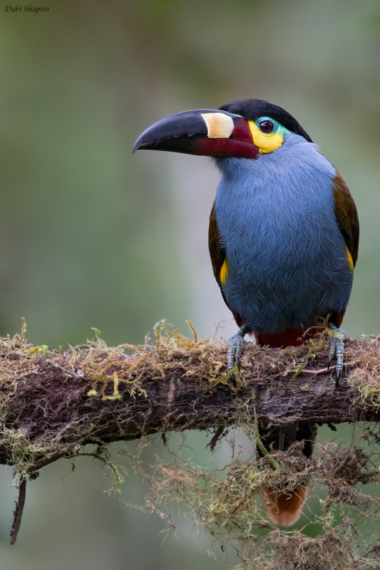 Plate-Billed Mountain-Toucan 