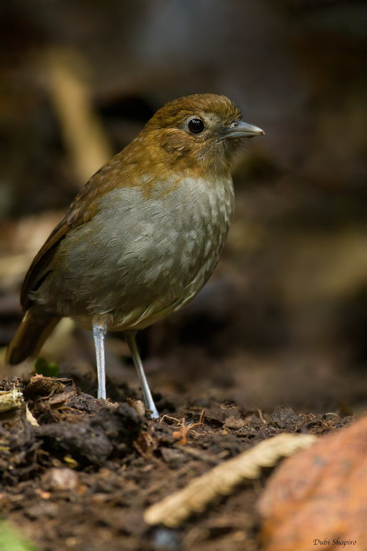 Urrao Antpitta