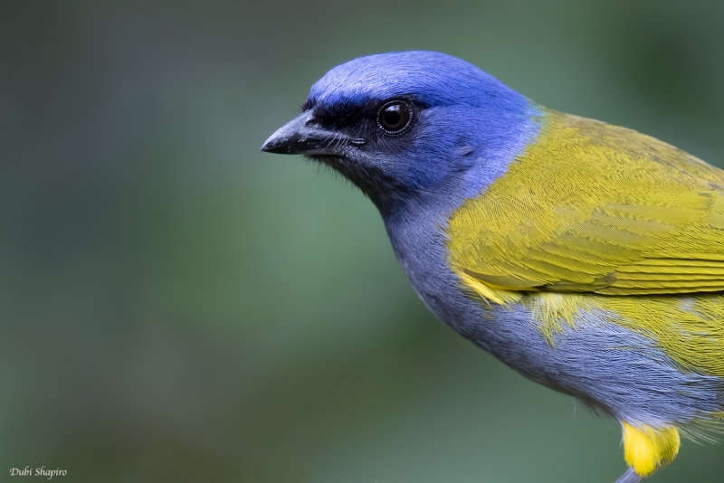 Blue-capped Tanager