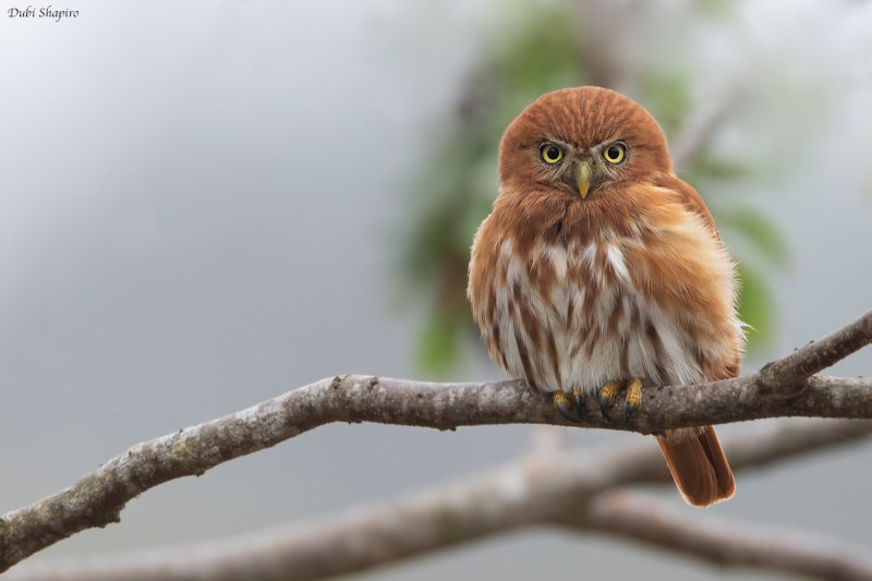 Peruvian Pygmy-Owl