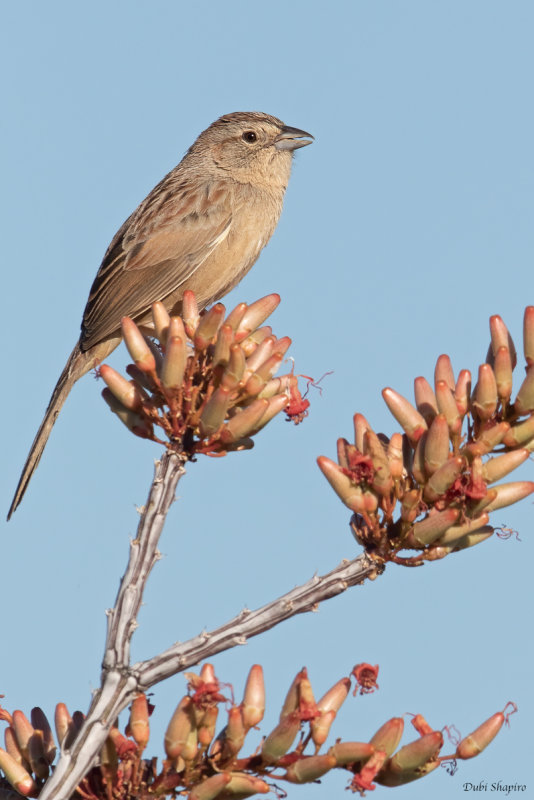 Bottries Sparrow