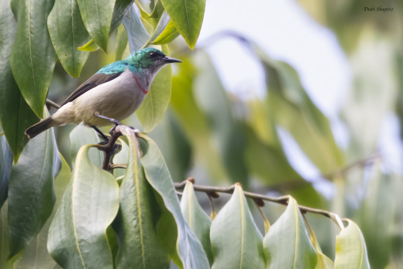 Banded Green Sunbird