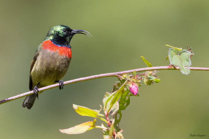 Usambara Double-collared Sunbird