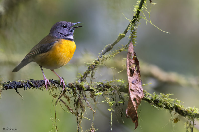 Swynnerton's Robin