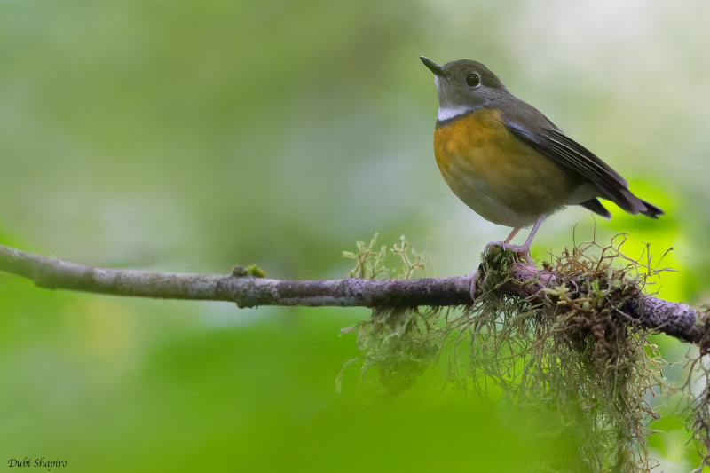 Swynnerton's Robin