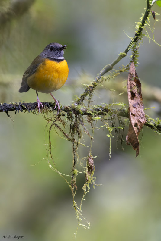 Swynnerton's Robin