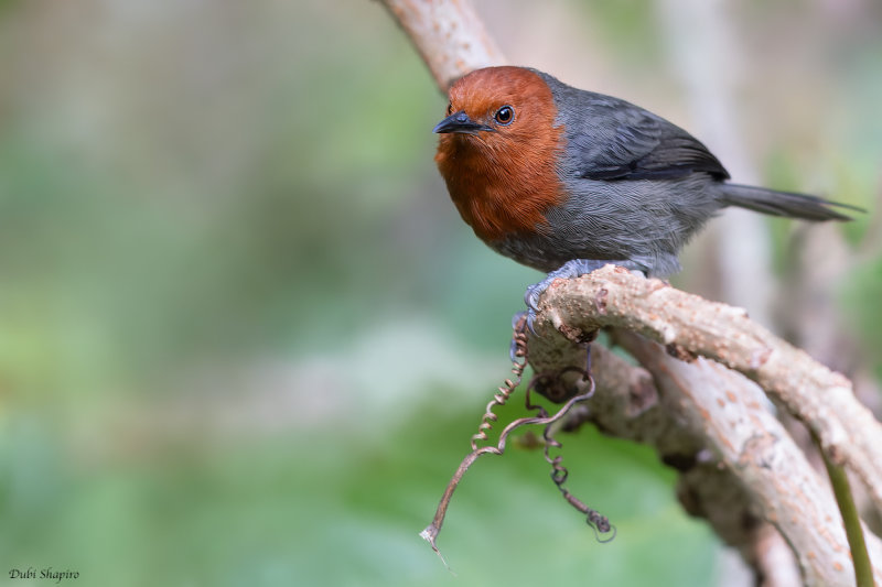 Rubeho Warbler