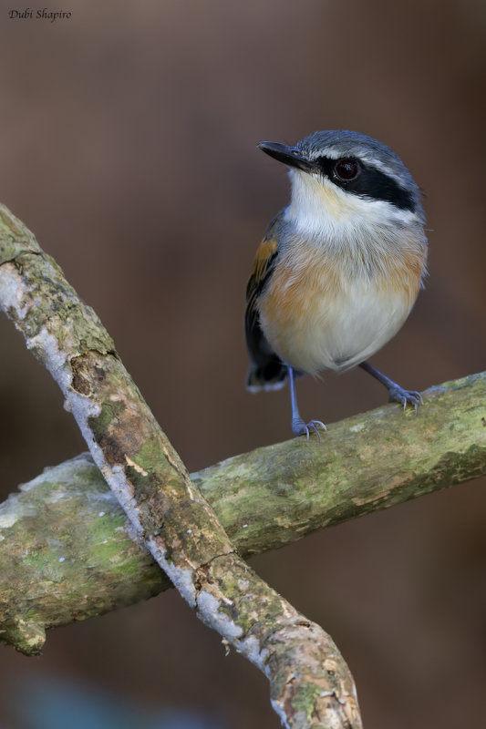 Reichenow's Batis