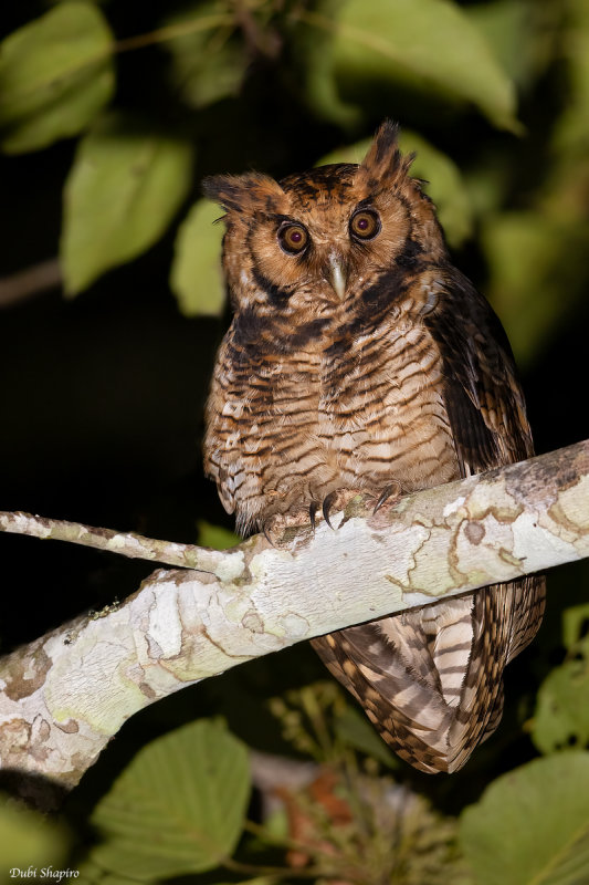 Usambara Eagle-Owl