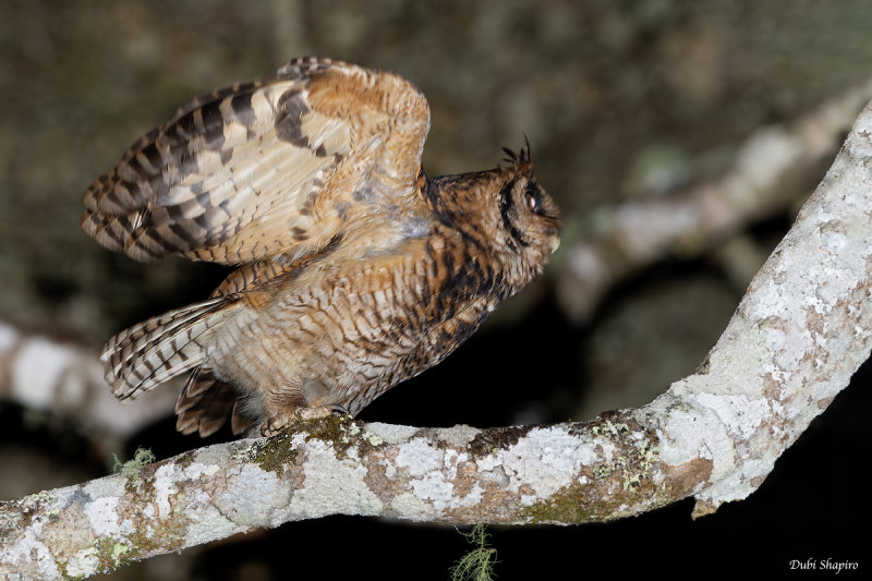 Usambara Eagle-Owl