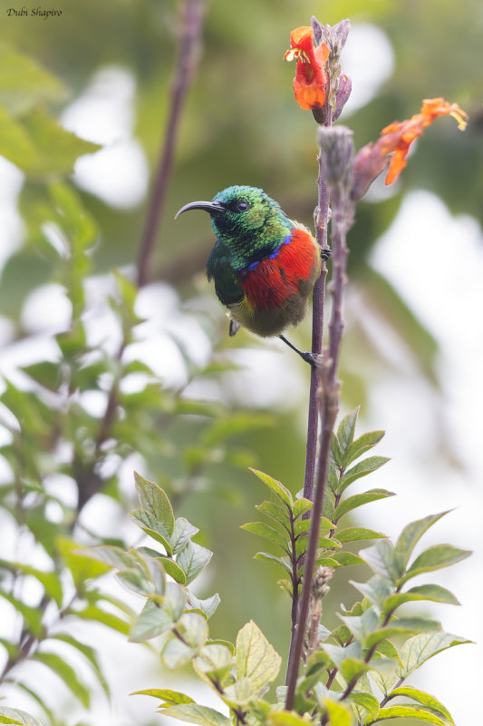 Forest Double-collared Sunbird