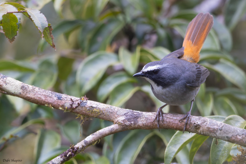 Olive-flanked Robin-Chat