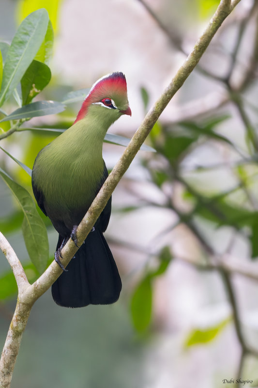 Fischer's Turaco