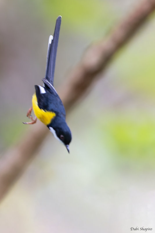 White-winged Apalis