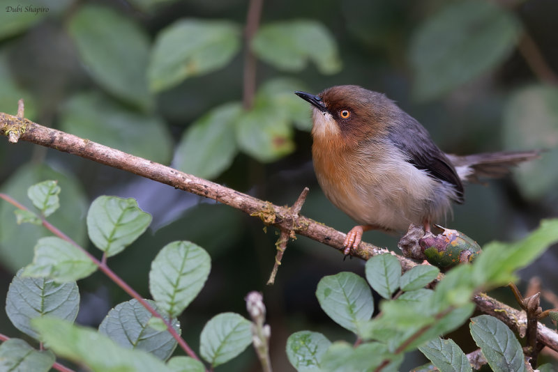 Chapin's Apalis