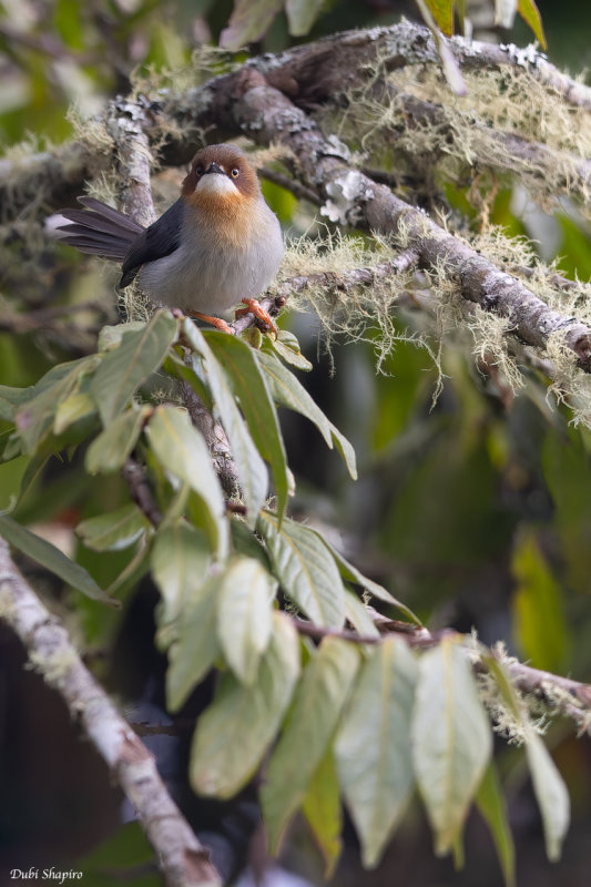 Chapin's Apalis