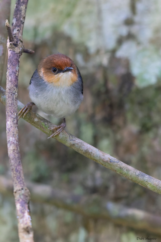 Red-capped Forest Warbler