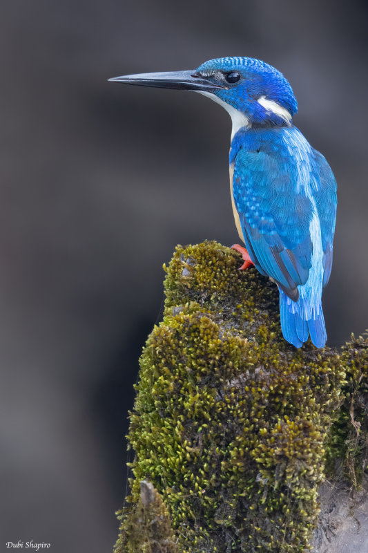 Half-collard Kingfisher