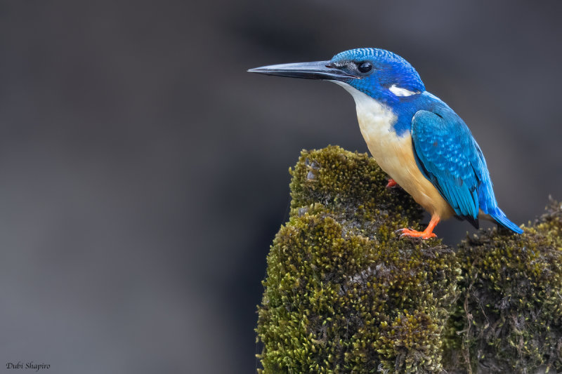 Half-collard Kingfisher