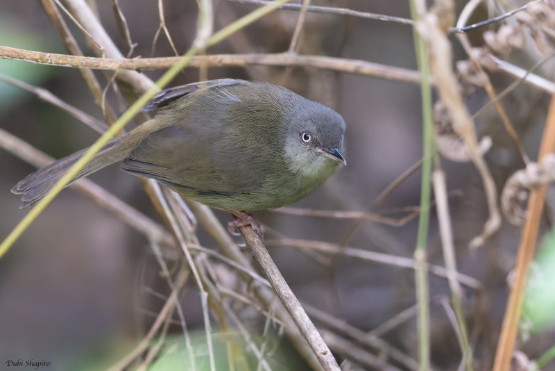 Kretschmer's Longbill