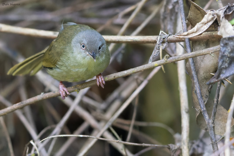 Kretschmer's Longbill