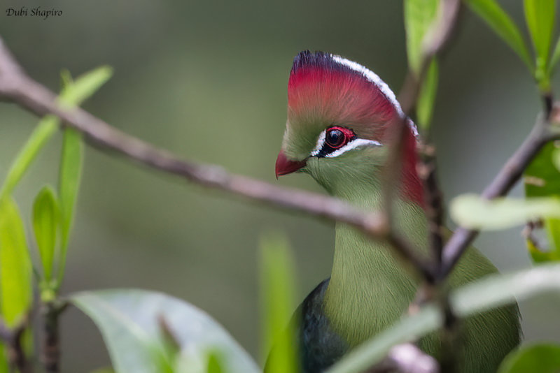 Fischer's Turaco