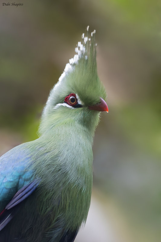 Livingstone Turaco